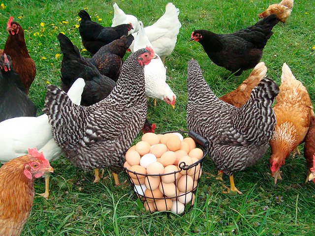 Содержание кур и уход за ними | ЗооТом - продажа, вязка и услуги для животных в Обояне
