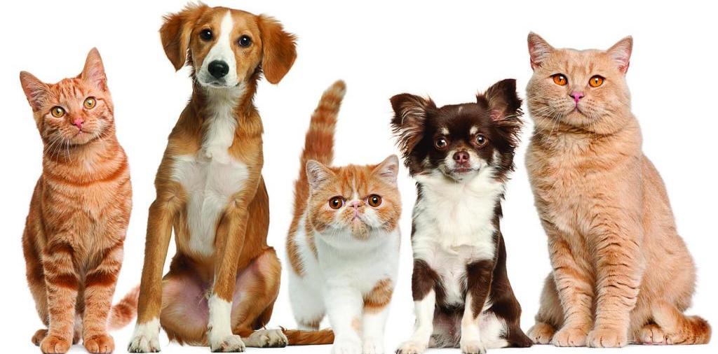 Доска объявлений о животных | ЗооТом - продажа, вязка и услуги для животных в Обояне