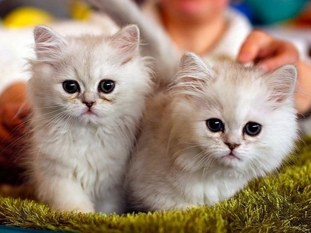 Породы кошек в Обояне | ЗооТом портал о животных