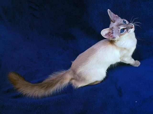 Выведенные породы кошек в Обояне | ЗооТом портал о животных