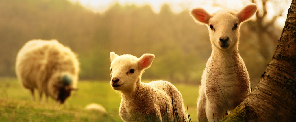 Объявления о сельскохозяйственных животных | ЗооТом - продажа, вязка и услуги для животных в Обояне