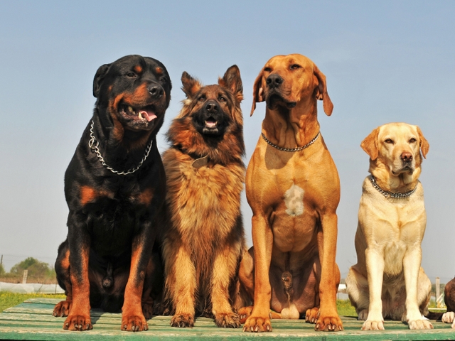 Крупные породы собак в Обояне | ЗооТом портал о животных